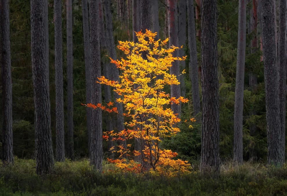 The Nature Photography Contest Winners 26