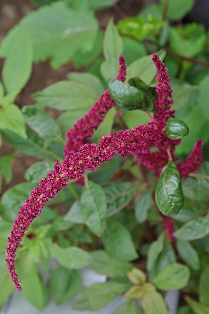 a variety of amaranth plants