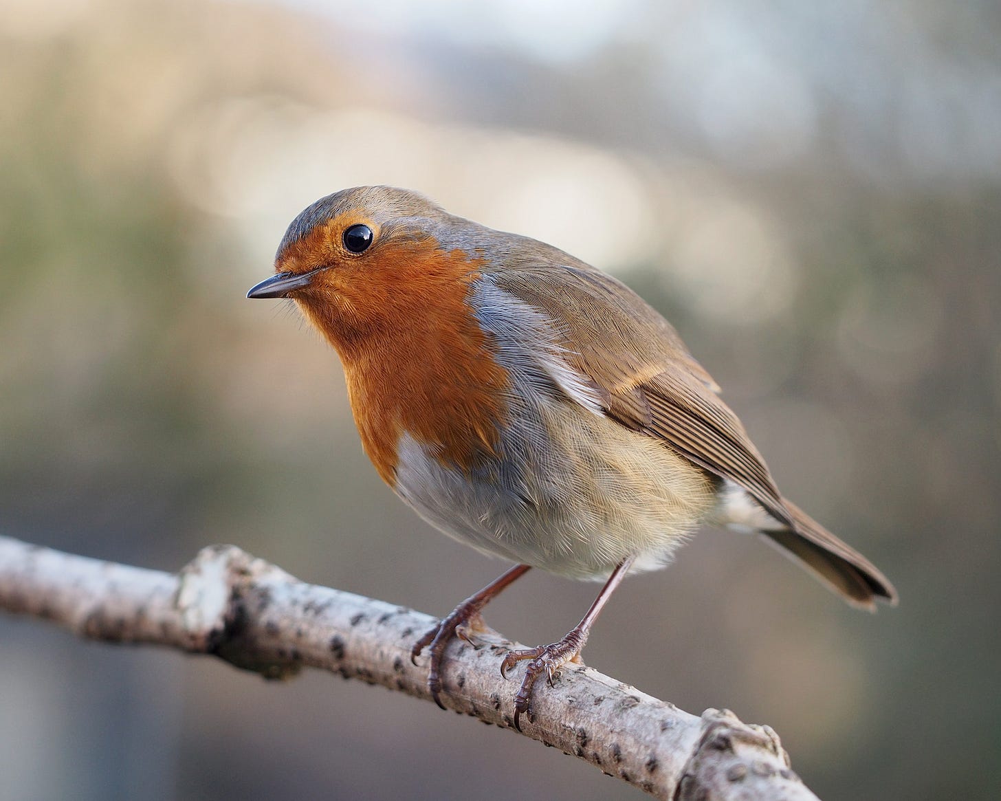 European robin - Wikipedia European robin - Wikipedia
