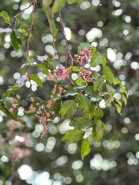 Scenes from the garden