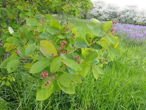 Unripe green and ripe purple juneberry fruits