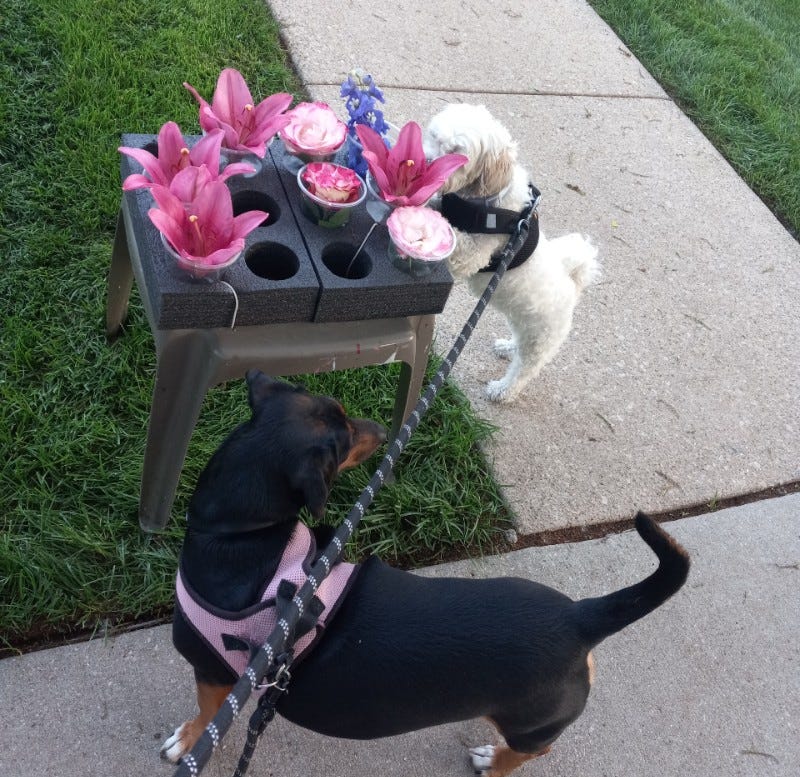 White Shih Tzu dog sniffs purple and pink flowers on a table while a Dachshund mix looks in the opposite direction.
