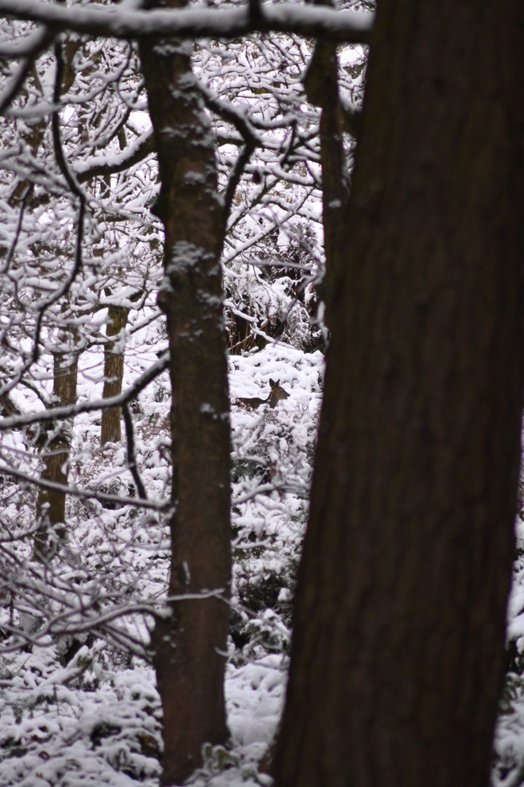 roe deer in the snow