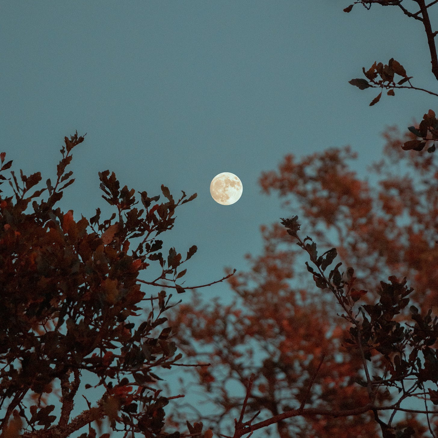 Seen from among autumnal tree branches, a full moon rises in the sky.