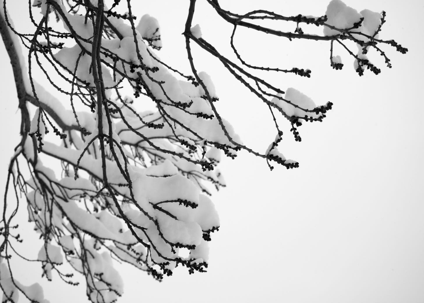Snow on tree branches