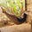 Birdie Falling's avatar