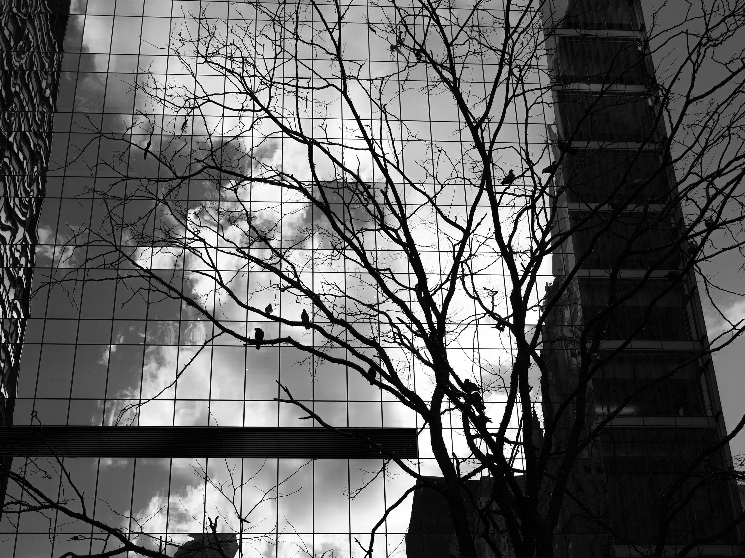 Black and white photograph of a leafless tree with several birds perched on its branches, silhouetted against the reflective glass facade of a skyscraper. The sky, filled with dramatic clouds, is mirrored in the building’s surface, blending nature and architecture in a striking contrast. Black and white photograph of a leafless tree with several birds perched on its branches, silhouetted against the reflective glass facade of a skyscraper. The sky, filled with dramatic clouds, is mirrored in the building’s surface, blending nature and architecture in a striking contrast.