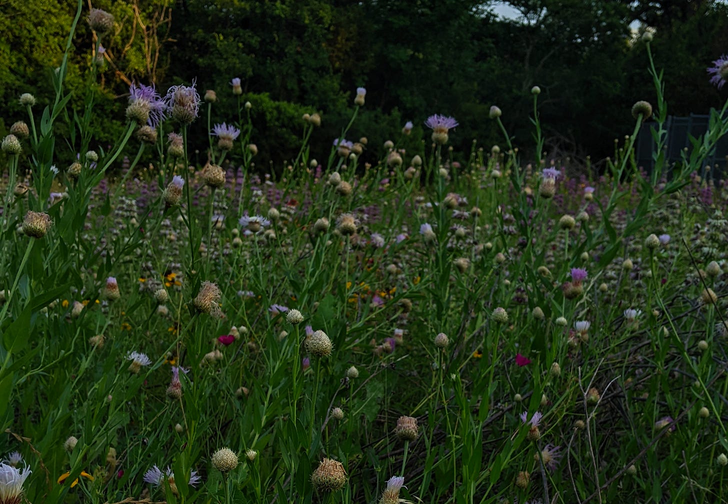 small purple wildflowers blowing in the wind
