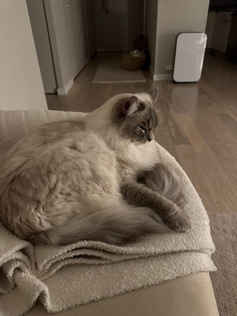 Not even tired, wildly attentive despite no sleep, not minding how loud it was in the venue (that's my iPhone alert), and back home in the quiet and soft light with the boys.