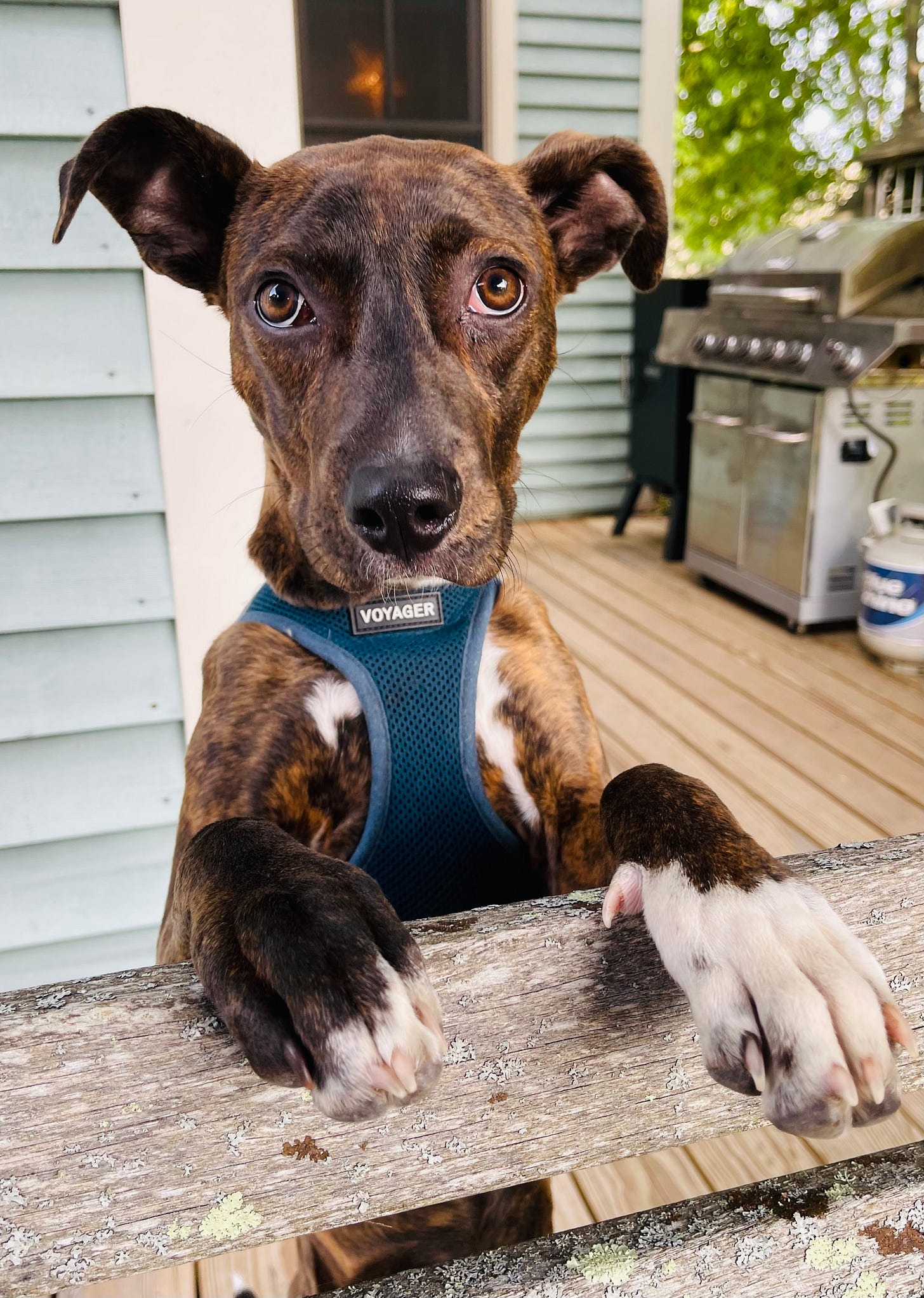 puppy standing on back legs on a porch using a chair for balance