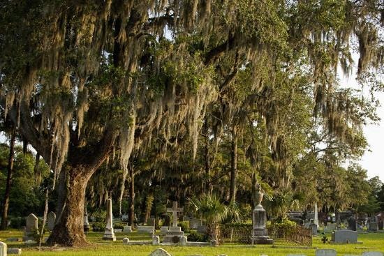 Large tree with spanish moss over headstones Large tree with spanish moss over headstones