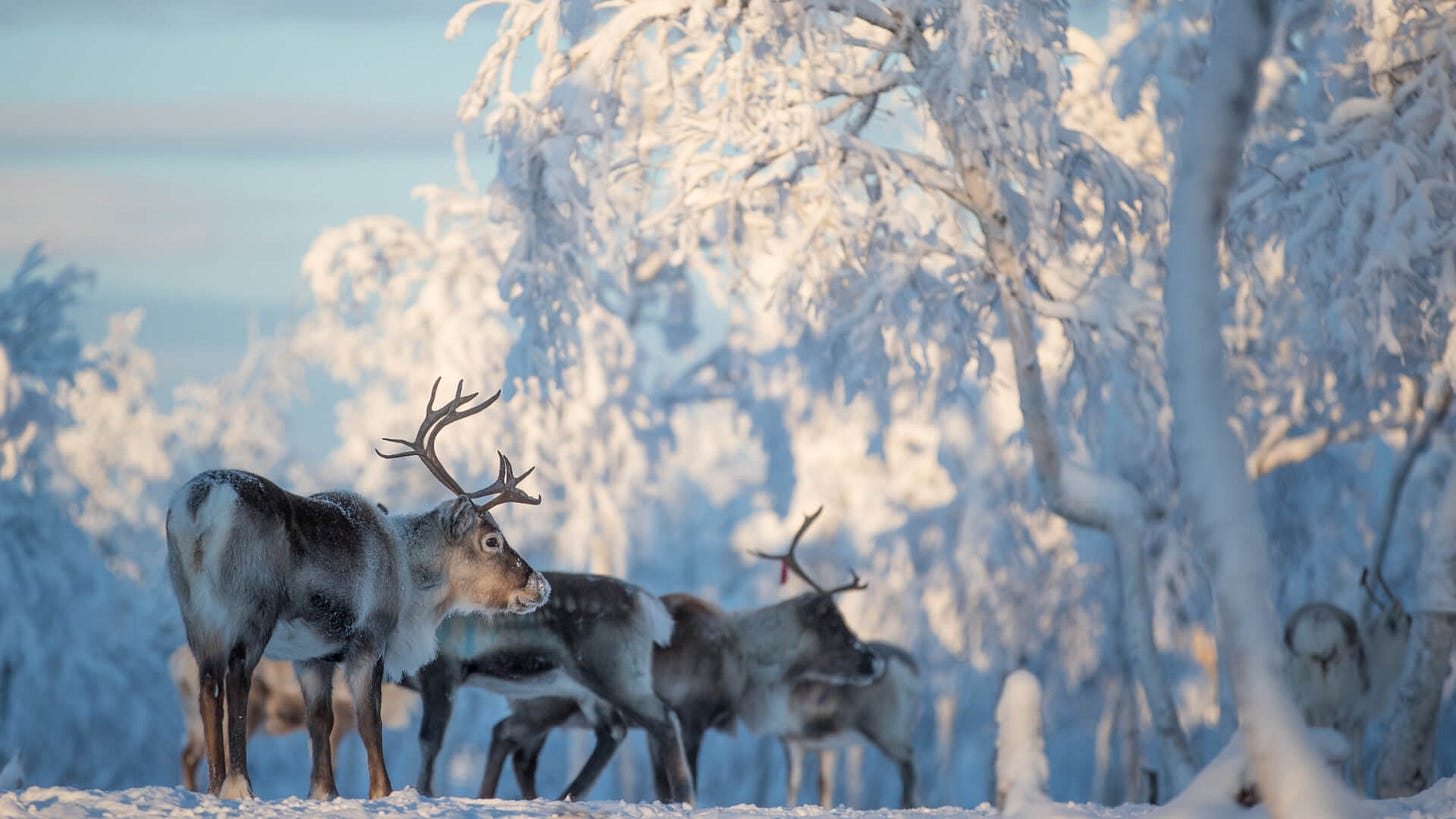 Northern lights Abisko - Northern lights vacation packages Lapland Northern lights Abisko - Northern lights vacation packages Lapland