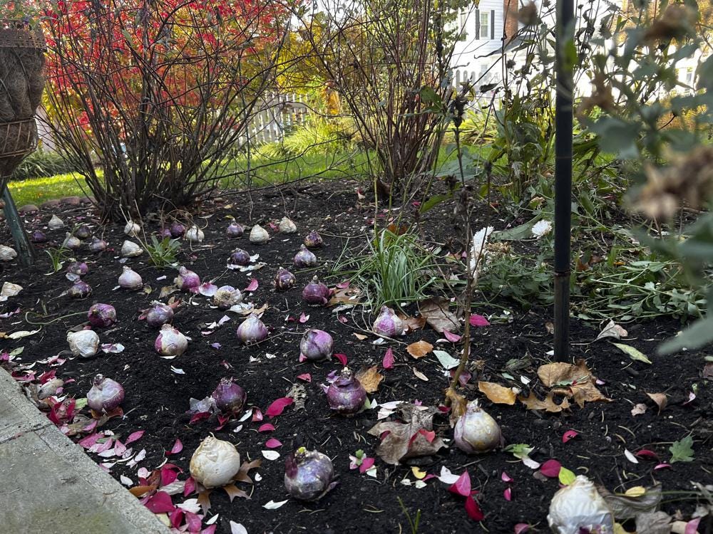 This November 2021 image provided by Jessica Damiano shows fall bulbs in place for planting in Glen Head, N.Y. (Jessica Damiano via AP)