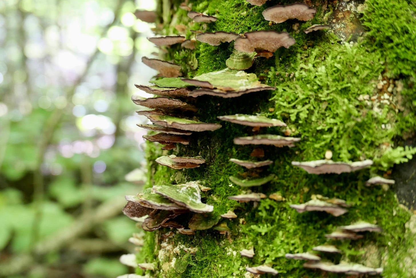 Moss and fungi on a tree