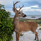 BREAKING: College Of The Florida Keys Workforce Project Draws Key Deer Concerns On Big Pine