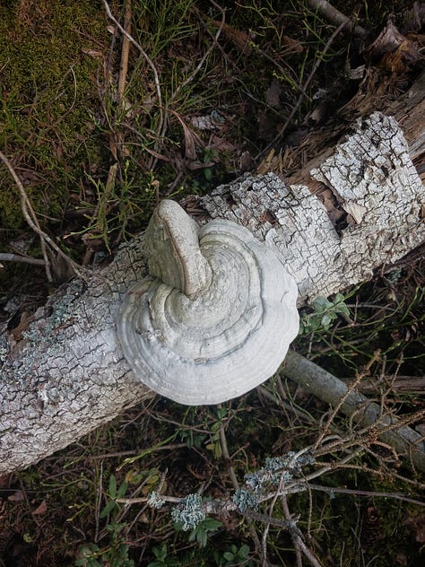 Kuvissa valkoinen suuri kääpä, metsälampi ja sammakoita