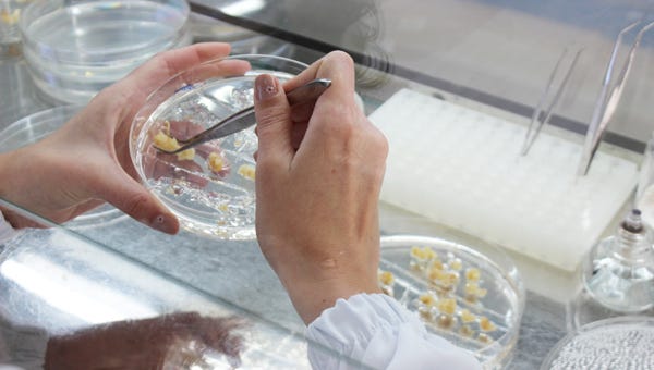 Técnica pode reduzir em até 90% tempo e custo de criação de linhagens de milho Técnica pode reduzir em até 90% tempo e custo de criação de linhagens de milho