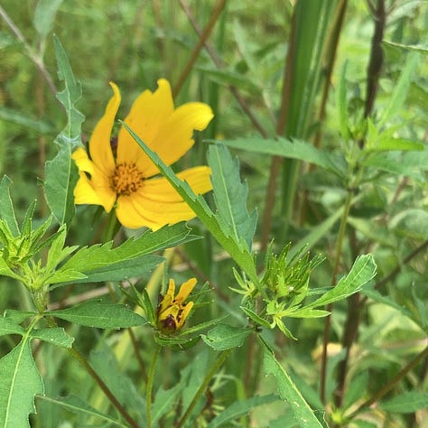 wildflowers on the Crabtree Creek Trail