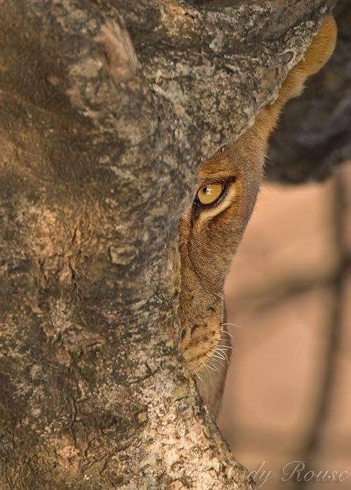 This may contain: an animal that is peeking out from behind a tree