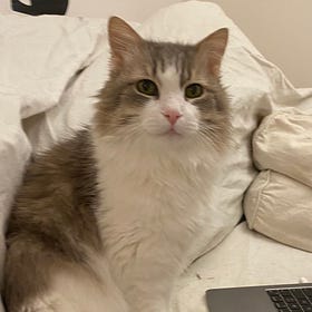 Global Eyes, Feline Edition