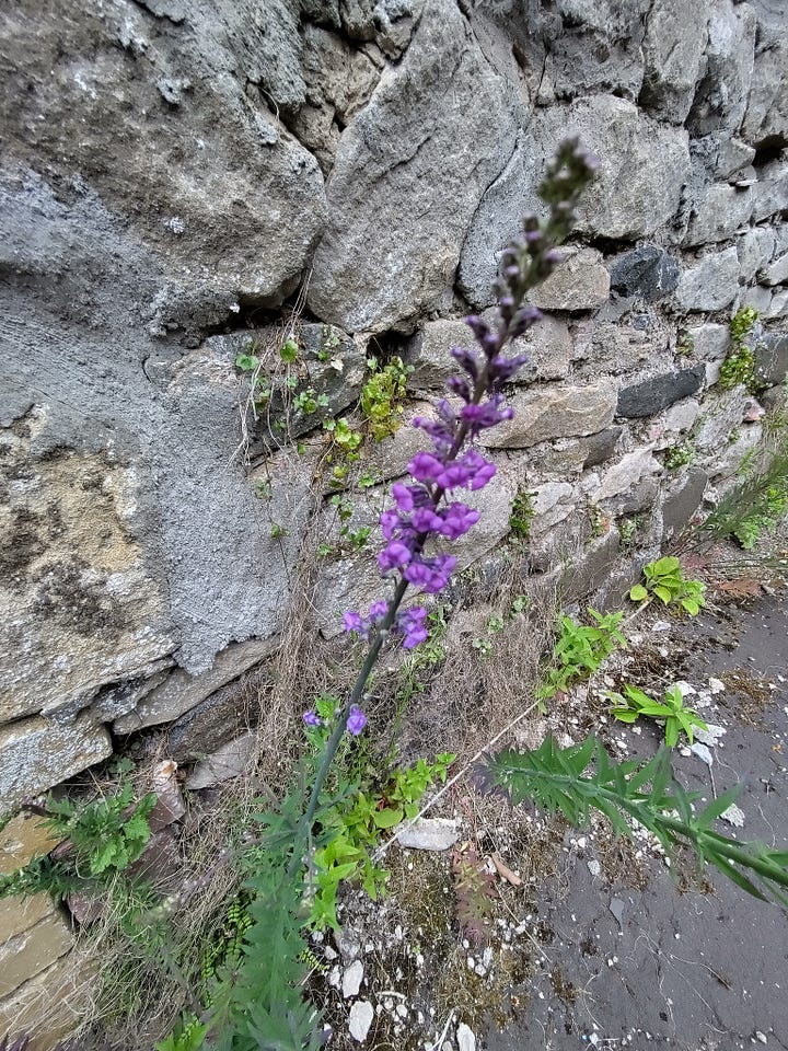 Set of four photos of flowers growing from cracks in the tarmac. Flowers include fox and cubs, foxglove and ragwort.
