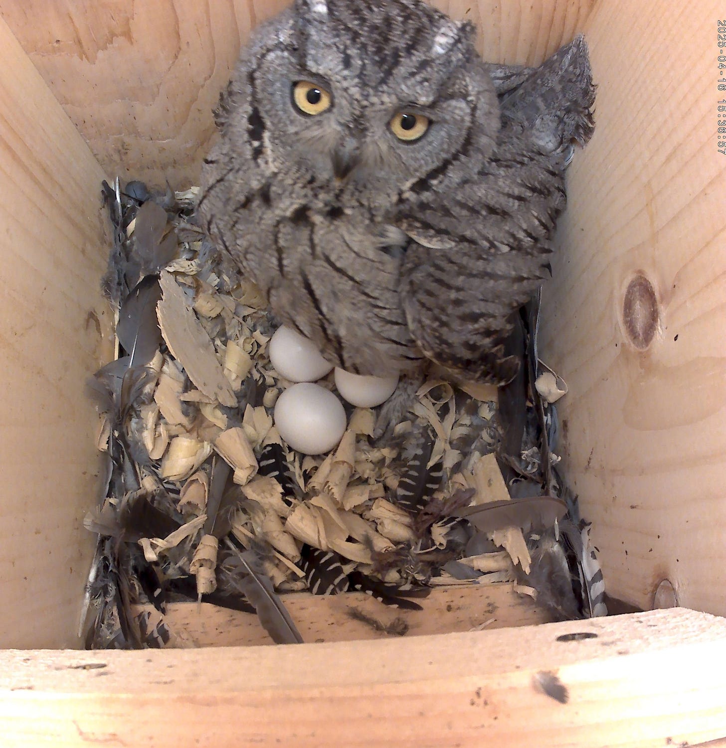 April 16, 2025.jpeg April 16, 2025.jpeg