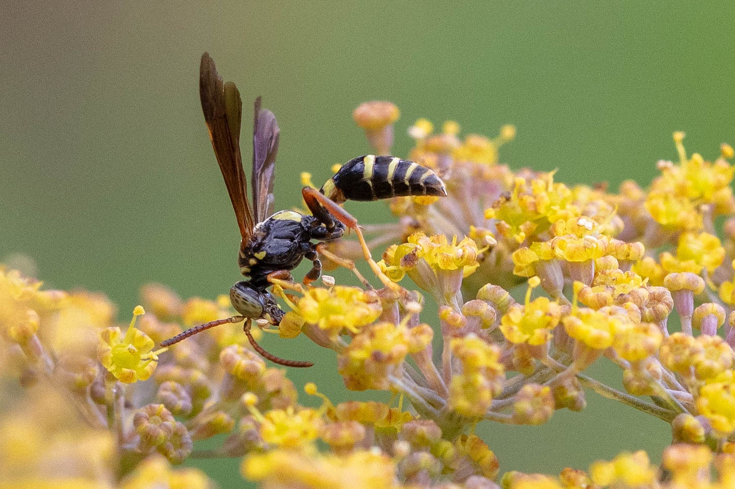A black and yellow, slender-waisted wasp with dark wings and mostly yellow eyes, visiting many small yellow flowers arranged in a disc-like head.