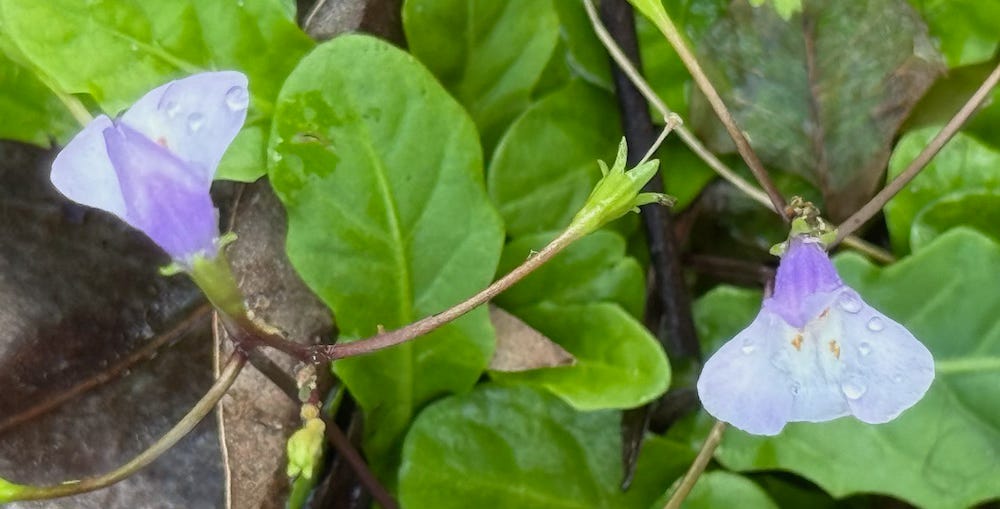 leaves and flowers of mazus pumillio