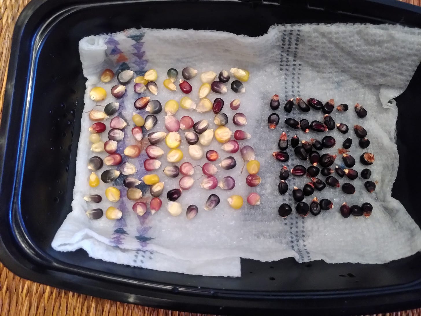 Glass Gem and Dakota Black Corn Kernels on wet papertowel in a takeaway container. Glass Gem and Dakota Black Corn Kernels on wet papertowel in a takeaway container.