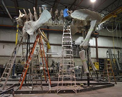 One worker in a construction hat on a ladder, reaching the back fossil bone of the titanosaur mount. One worker in a construction hat on a ladder, reaching the back fossil bone of the titanosaur mount.
