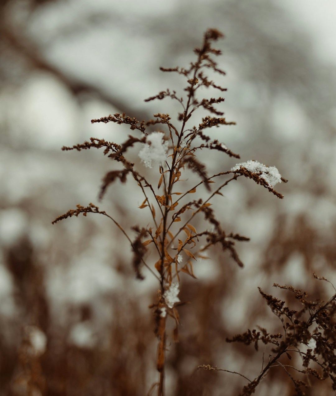selective focus photo of white flower and plant selective focus photo of white flower and plant