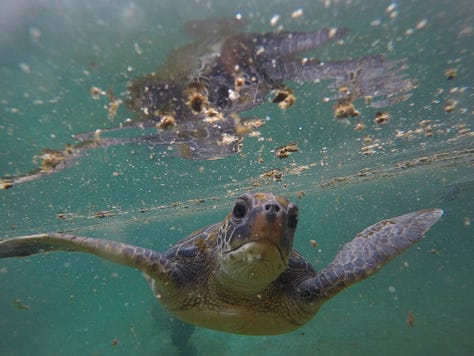 baby Green Hawaiian sea turtles swimming underwater