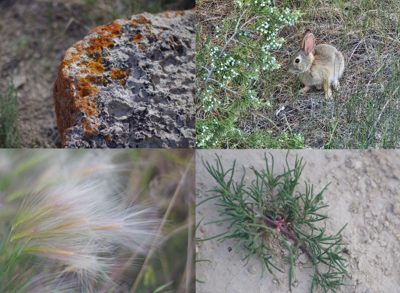 A collage of four images: an orange lichen on a grey rock, a small bunny, foxtail grass, and a small green and purple plant growing out of barren desert