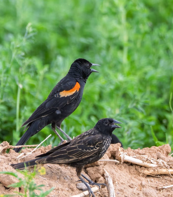 20250415-Marana-321-Edit.jpg 20250415-Marana-321-Edit.jpg