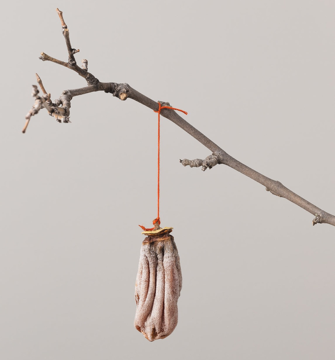 hoshigaki persimmon