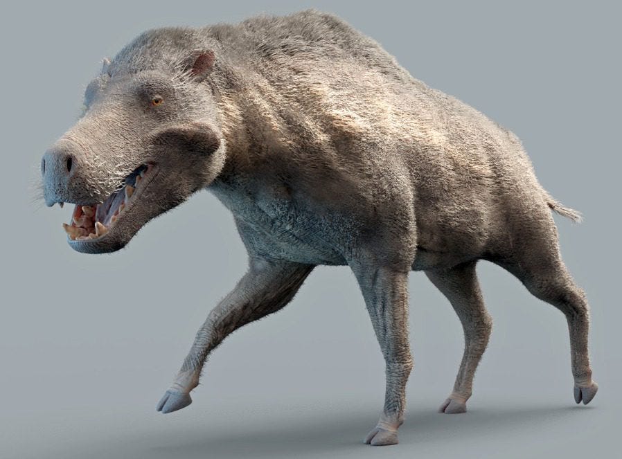 Un spécimen d'entelodont, un animal préhistorique Un spécimen d'entelodont, un animal préhistorique