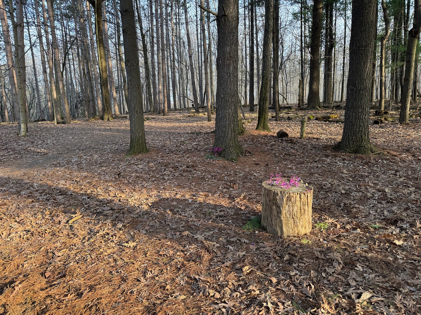 Early spring scene in a deciduous forest with no leaves or greenery visible. A wide and squat cut log stands upright like a stool, and has redbud twigs arrayed on it by an unknown person. The sideways spring sun casts shadows of the tall trees. 