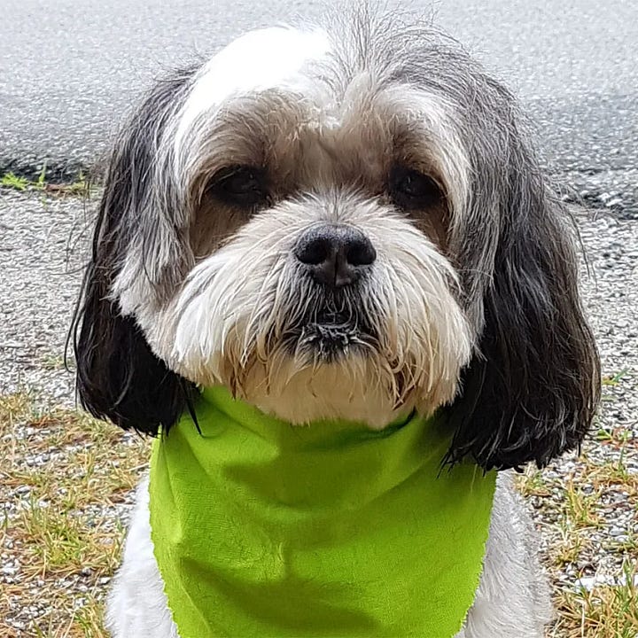 woman in red jacket holds a black and white long haired dog