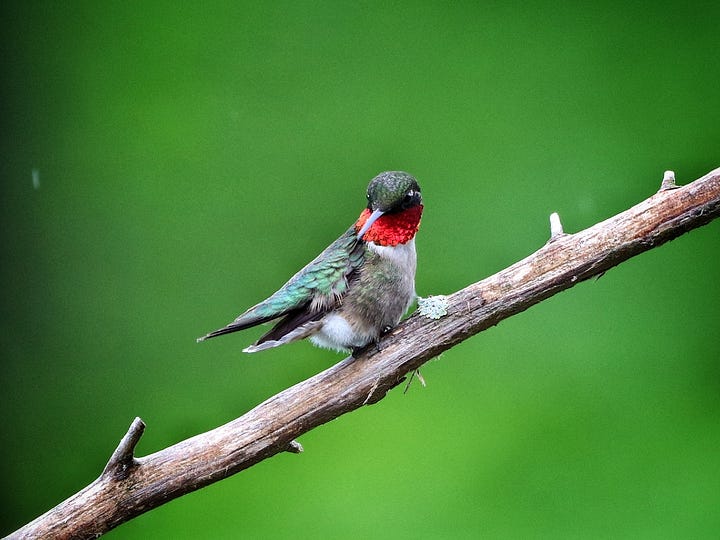 Eastern red columbine and a male ruby-throated hummingbird