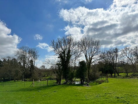 Ancient elms, clootie making and tying, Bride's Well, Parkinson's ME garden, Springline Path, Blackthorns, The first damson blossom at home.