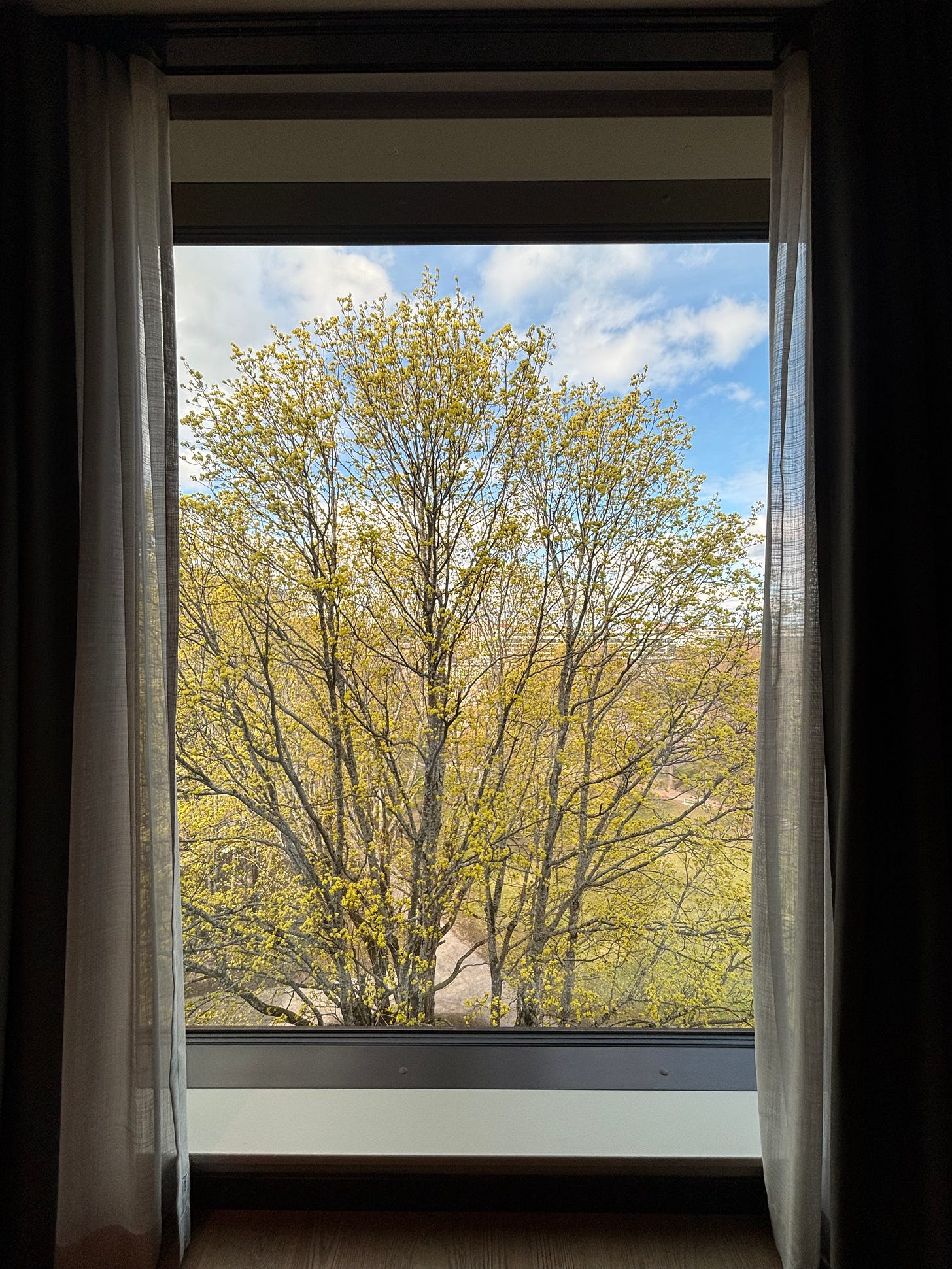 The view from my bedroom window of a birch tree flowering