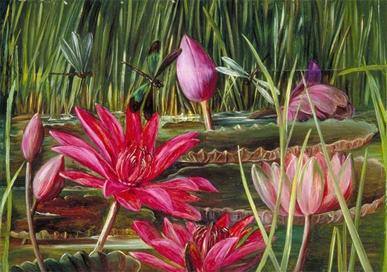Red Water Lily of Southern India, 1878, Marianne North Red Water Lily of Southern India, 1878, Marianne North