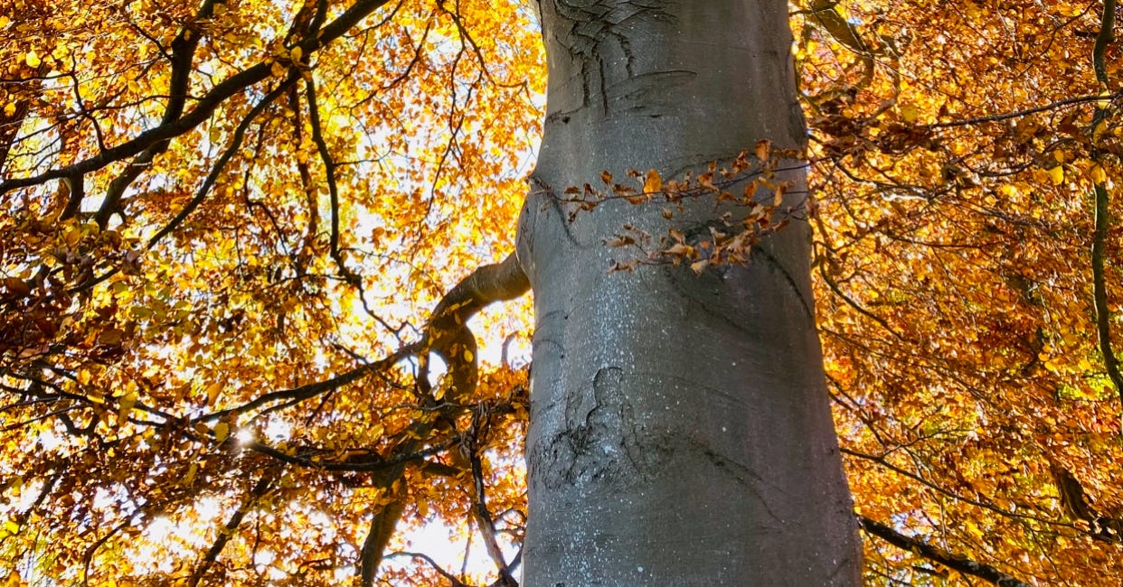 Celebrate with me - a poem for you