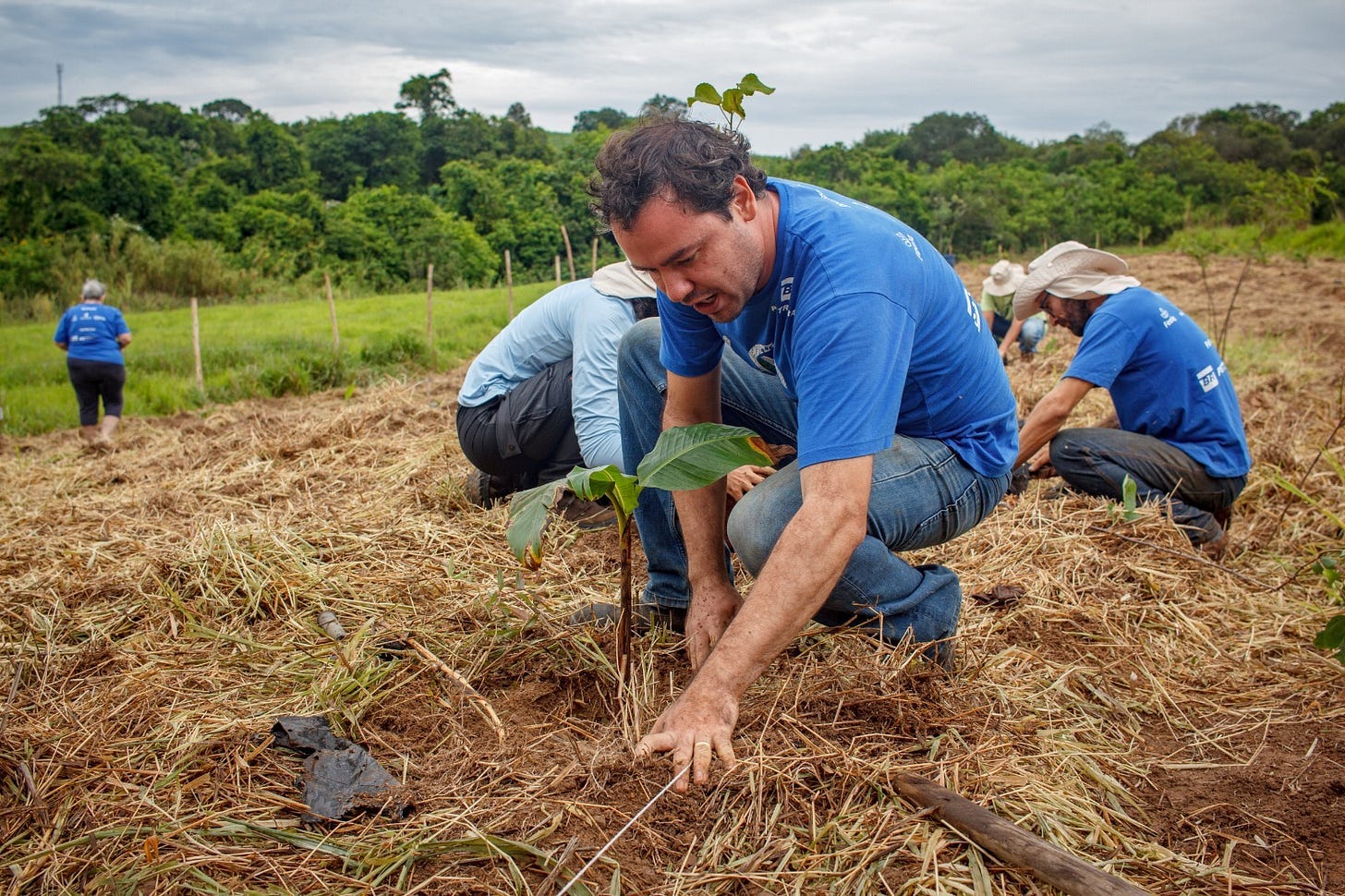Corredor Caipira planta 200 mil mudas e restaura 115 hectares na região de Piracicaba Corredor Caipira planta 200 mil mudas e restaura 115 hectares na região de Piracicaba