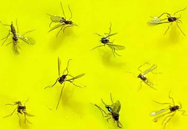Greenery Unlimited | How to Treat Fungus Gnats