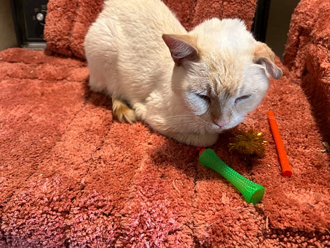 Nine images of Snow, a flame-point Siamese cat, resting in various cozy spots throughout her final year. Her expressions shift from serene to curious, capturing her enduring spirit and gentle presence.
