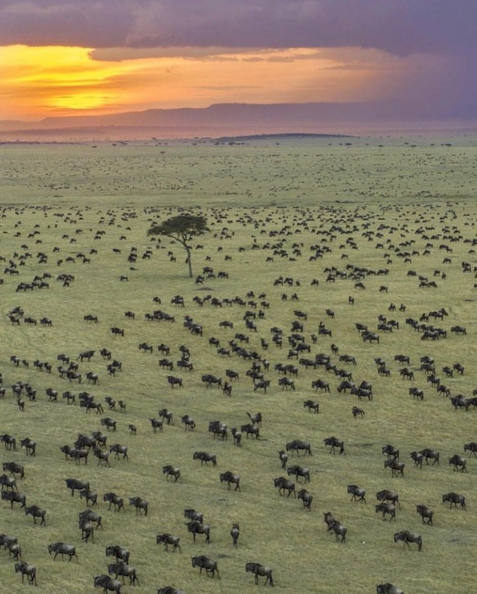 An Instagram  post added by lynns on Jan 27, 2024. The author is @sheena.miyake. May present: george steinmetz serengeti, four seasons safari lodge serengeti, sky, cloud, ecoregion.
