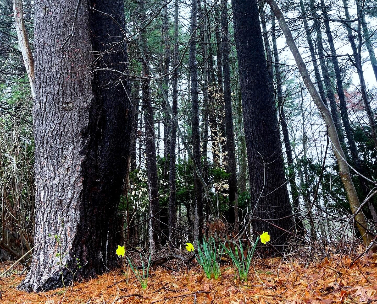 May be an image of buttercup, pasque flower, daffodil, tree and text