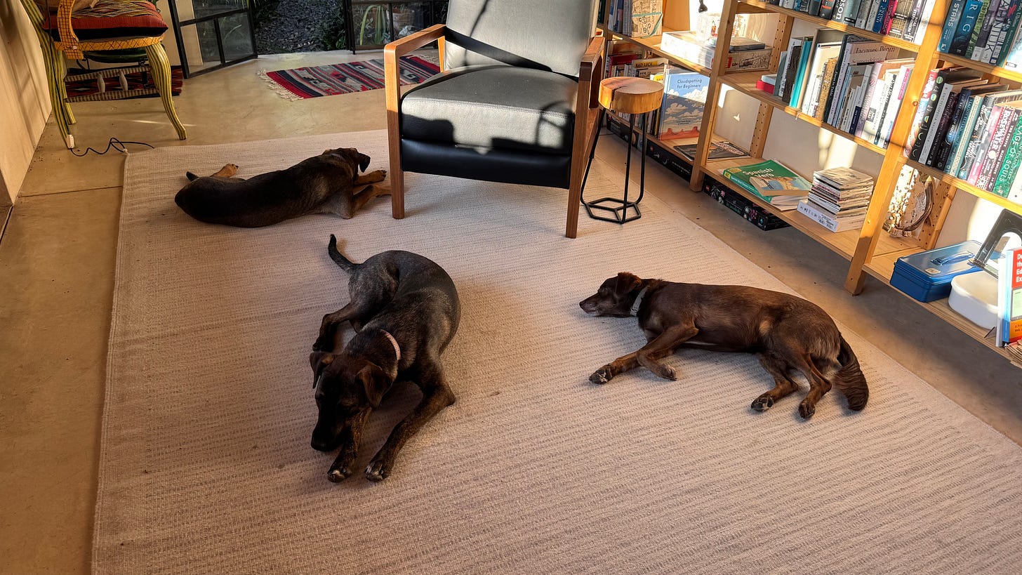 Three dogs on a rug.