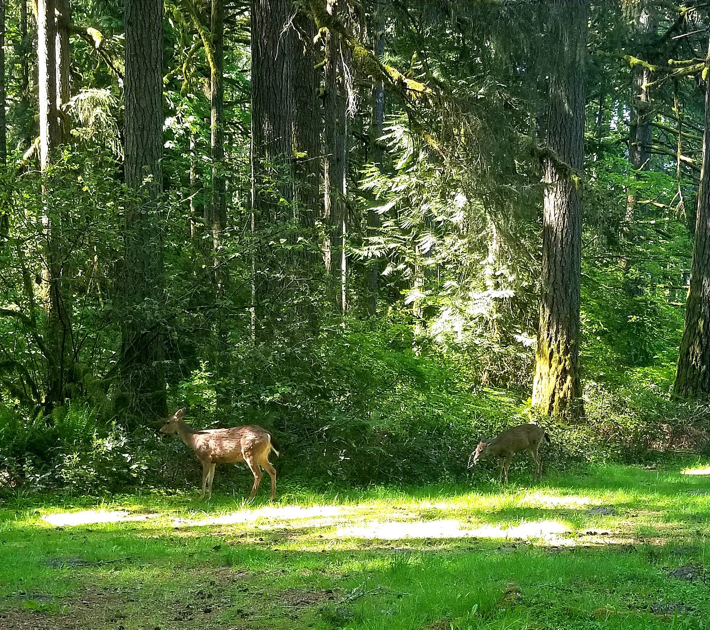 Two deer graze fresh spring growth, surrounded by trees, plants, and sun
